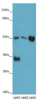 SLC38A6 Polyclonal Antibody