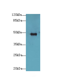 GPR83 Polyclonal Antibody