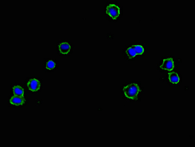 CNNM1 Polyclonal Antibody