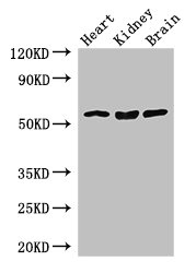 SLC7A7 Polyclonal Antibody