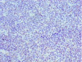 Immunohistochemistry of paraffin-embedded human tonsil at dilution 1:100
