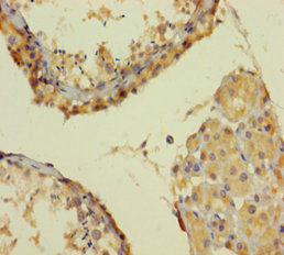 Immunohistochemistry of paraffin-embedded human testis tissue at dilution 1:100