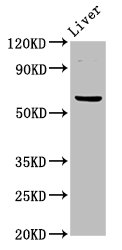 NT5C2 Polyclonal Antibody