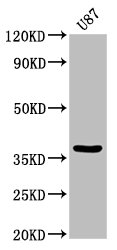 GJD2 Polyclonal Antibody