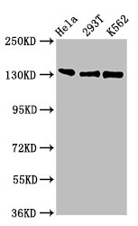 RFX1 Polyclonal Antibody