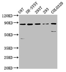 SLC26A4 Polyclonal Antibody