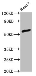ZNF703 Polyclonal Antibody