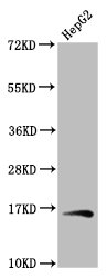 HIST1H3A (Ab-79) Polyclonal Antibody (50 µl)