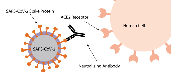 antibody neutralization