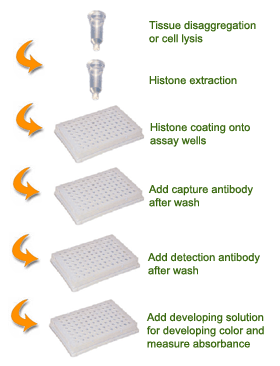 Schematic procedure for using the EpiQuik Global Histone H3K9 Methylation Assay Kit.